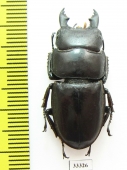 Dorcus sp.  Indonesia, Java - INSECTS-STORE.RU