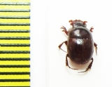 Metacatharsius abortivus  Senegal - INSECTS-STORE.RU