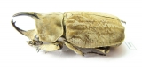 Spodistes grandis, male  Ecuador 37mm - INSECTS-STORE.RU