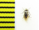 Riolus nitens  Belorussia - INSECTS-STORE.RU
