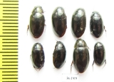 Hydrophilidae sp.  Thailand - INSECTS-STORE.RU