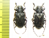 Mesosa myops  Russia, Far East - INSECTS-STORE.RU