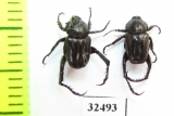 Hopliini sp.  South Africa Rep. - INSECTS-STORE.RU