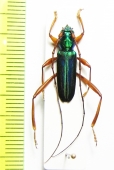 Chromalizus basalis  Cote d'Ivoire - INSECTS-STORE.RU