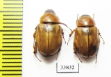 Cyclocephala sp.  Costa Rica - INSECTS-STORE.RU