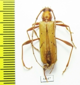 Kurandanus maculosus, female  Australia - INSECTS-STORE.RU