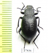 Blaps sp.  Kyrgyzstan - INSECTS-STORE.RU