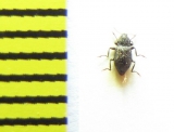 Riolus nitens  Belorussia - INSECTS-STORE.RU