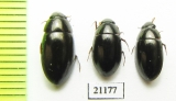 Hydrophilidae sp.  Thailand - INSECTS-STORE.RU