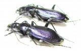 Carabus (Tribax) onerosus, pair  Georgia - INSECTS-STORE.RU