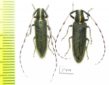 Agapanthia lateralis, pair  Turkey - INSECTS-STORE.RU