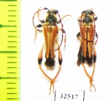 Stenopterus rufus  Turkey - INSECTS-STORE.RU