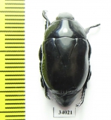 Rutelinae sp.  Ecuador - INSECTS-STORE.RU