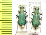 Cylindera germanica  Russia, Caucasus - INSECTS-STORE.RU