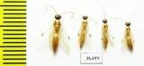 Tiphiidae sp.  Iran, Yazd prov. - INSECTS-STORE.RU