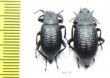 Blaps sp.  Kyrgyzstan - INSECTS-STORE.RU