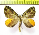 Geometridae sp.  Bolivia - INSECTS-STORE.RU