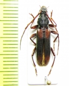Derolus cinctus  Cote d'Ivoire - INSECTS-STORE.RU