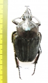 Fornasinius higginsi, male  Ghana 53mm - INSECTS-STORE.RU