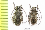 Mesosa nebulosa  Russia, Krasnodar reg. - INSECTS-STORE.RU