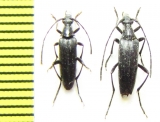 Stenurella nigra  Russia, Krasnodar reg. - INSECTS-STORE.RU