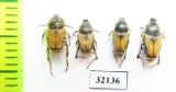 Hopliini sp.  South Africa Rep. - INSECTS-STORE.RU