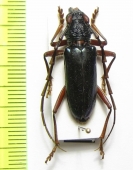 Neoplocaederus viridipennis  Cote d'Ivoire - INSECTS-STORE.RU