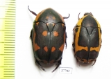 Pachnoda sinuata  South Africa Rep. - INSECTS-STORE.RU