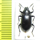 Tenebrionidae sp.  Malaysia - INSECTS-STORE.RU