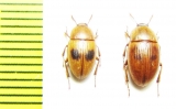 Phaleria acuminata  Greece, Crete isl. - INSECTS-STORE.RU