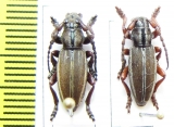 Iberodorcadion segovianum  Spain - INSECTS-STORE.RU