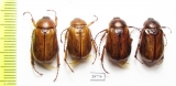 Madotrogus glabripennis, pair  Uzbekistan - INSECTS-STORE.RU