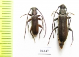 Cerambycidae sp., pair  South Africa Rep. - INSECTS-STORE.RU