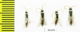 Tiphiidae sp.  Tajikistan - INSECTS-STORE.RU