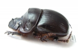 Catharsius chinai, male  Zambia - INSECTS-STORE.RU