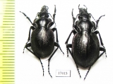 Callisthenes elegans kolshengelicus, pair  Kazakhstan - INSECTS-STORE.RU