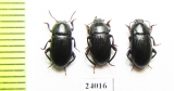 Colpotus sulcatus  Turkey - INSECTS-STORE.RU