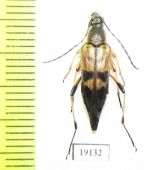 Leptura obliterata  USA - INSECTS-STORE.RU