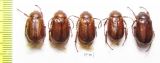 Madotrogus glabripennis, pair  Uzbekistan - INSECTS-STORE.RU