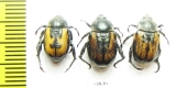 Anisoplia agricola  Russia, Astrakhan reg. - INSECTS-STORE.RU