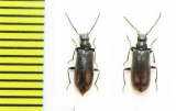 Pedilus sp.  Abkhazia - INSECTS-STORE.RU
