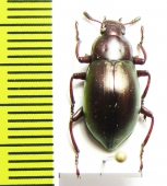 Tenebrionidae sp.  Malaysia, Borneo - INSECTS-STORE.RU