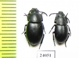 Dailognatha rugipleuris  Turkey - INSECTS-STORE.RU