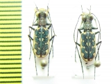 Lophyra sp.  Indonesia, Java - INSECTS-STORE.RU