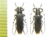 Agapanthia muellneri  Kirgizstan - INSECTS-STORE.RU