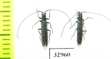 Teophilea subcylindricollis  Russia, Astrakhan reg. - INSECTS-STORE.RU