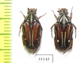 Ixorida regia bicolor  Indonesia, Kalimantan - INSECTS-STORE.RU