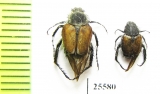 Hopliini sp.  South Africa Rep. - INSECTS-STORE.RU