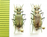 Calomera fischeri elongatosignata, pair  Turkmenistan - INSECTS-STORE.RU