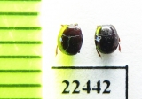 Histeridae sp.  Peru - INSECTS-STORE.RU